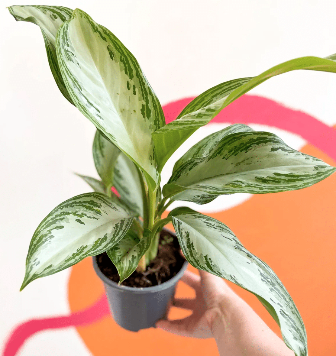 Silver bay chinese evergreen held by a hand on a table with orange color